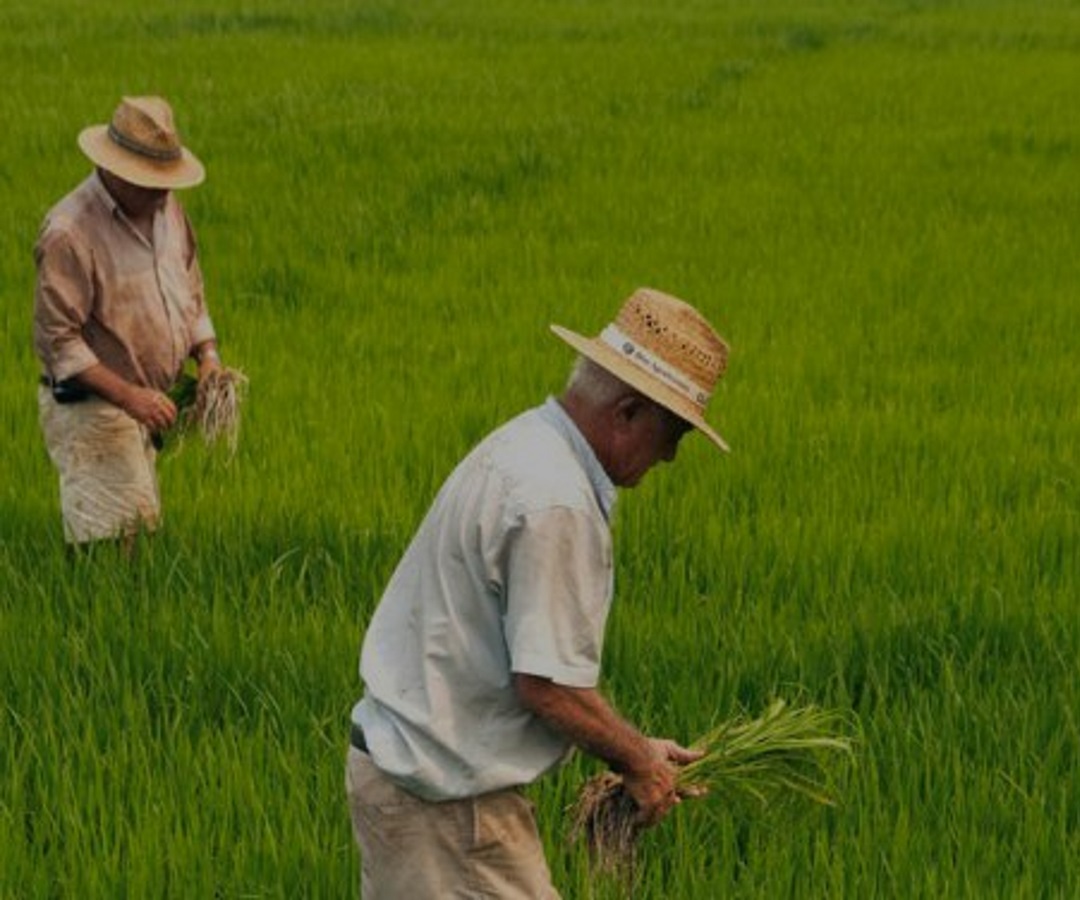 Los Arroceros Piden Al Gobierno Nuevos Apoyos Ante La Crisis Que Vive