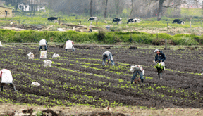 agricultores