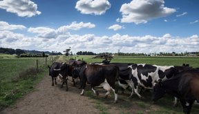 Vacas