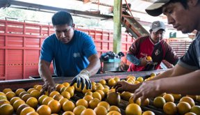 naranjas-postcosecha