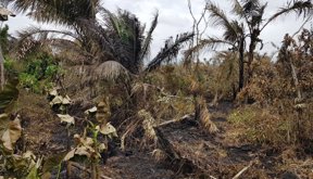 deforestacion-AN