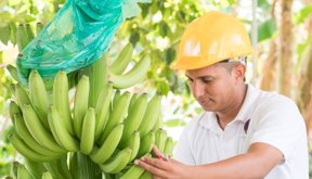 Banano