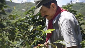 A coffee picker in the Chinchiná area close to the city of Manizales.