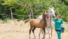 Caballos-agro