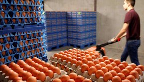 Huevos