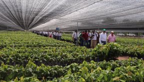 Vivero-de-cacao