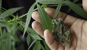 cannabis