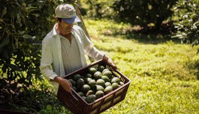Aguacate-hass