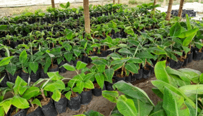 plátano agrosavia Plátano