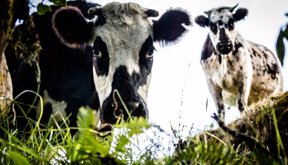VACAS_AN