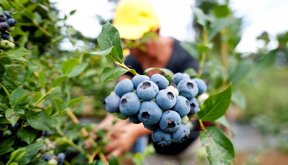 Fruta AN