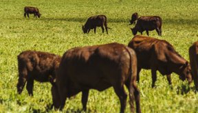 Vacas-Bloomberg