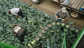 AGRICULTORES