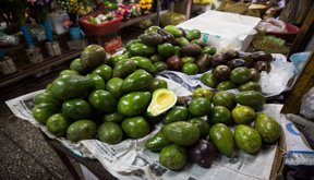aguacate