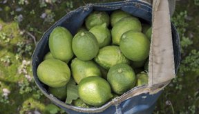 Limones