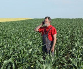 Farmer inspect quality of corn and speaking with mobile phone