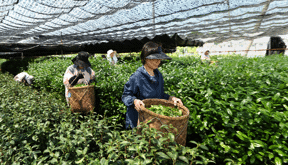 agricultoras