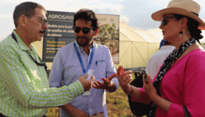 semillas agrosavia