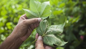 nutrición foliar