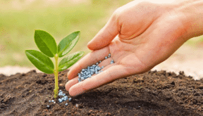 fertilizantes