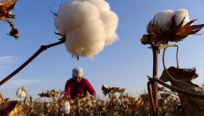 AGRO algodon Reuters