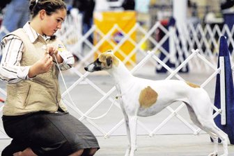 perros0203-612