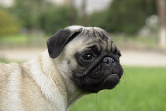 perro0418-1000