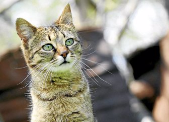 felinos0502-1000