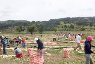 cebolla0516-1000