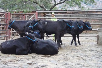 vacas0516-1000