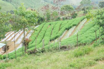 stevia0605-1000