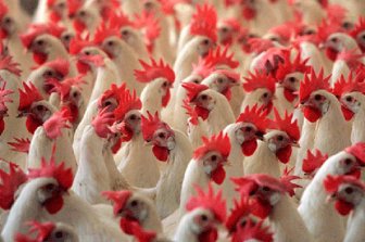 pollos0705-1000