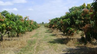 mango0706-1000