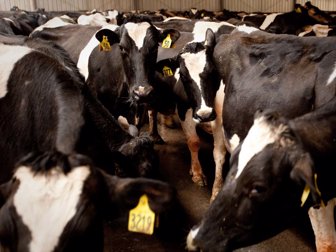 vaca0706-1000