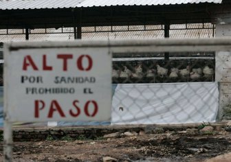 pollos0707-1000