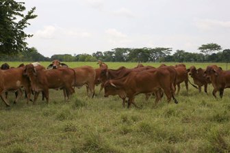 vacas0706-1000