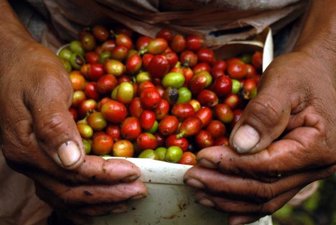 producción cafe