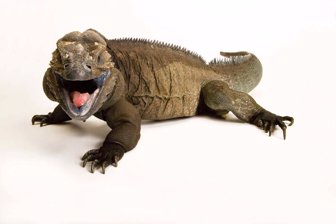 iguana0706-1000