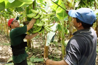 platanos0730-1000