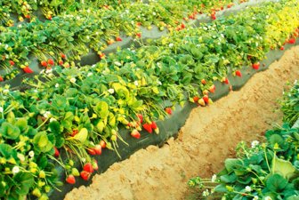 fresas0730-1000