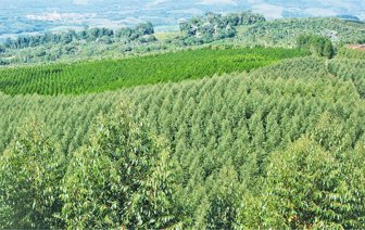 reforestacion0912-1000
