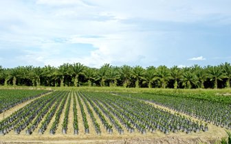 fertilizacion0926-1000
