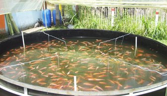 mojarra0926-1000