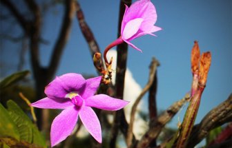 orquidea0926-1000