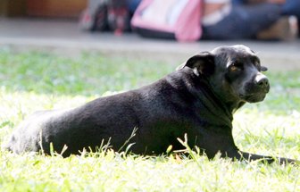 1mascota1024-1000