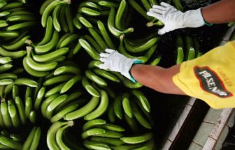 platanos0212-1000