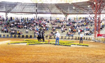 caballo0218-1000