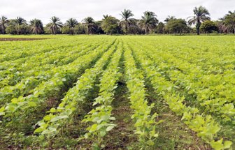 ciat0227-1000