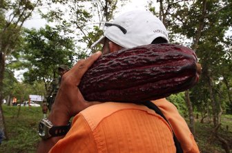 cacao