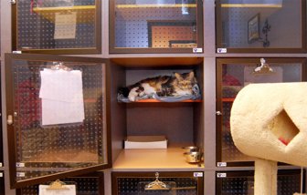 gatos0312-1000